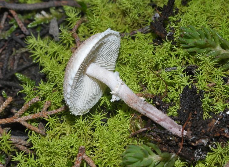 Lepiota sp.